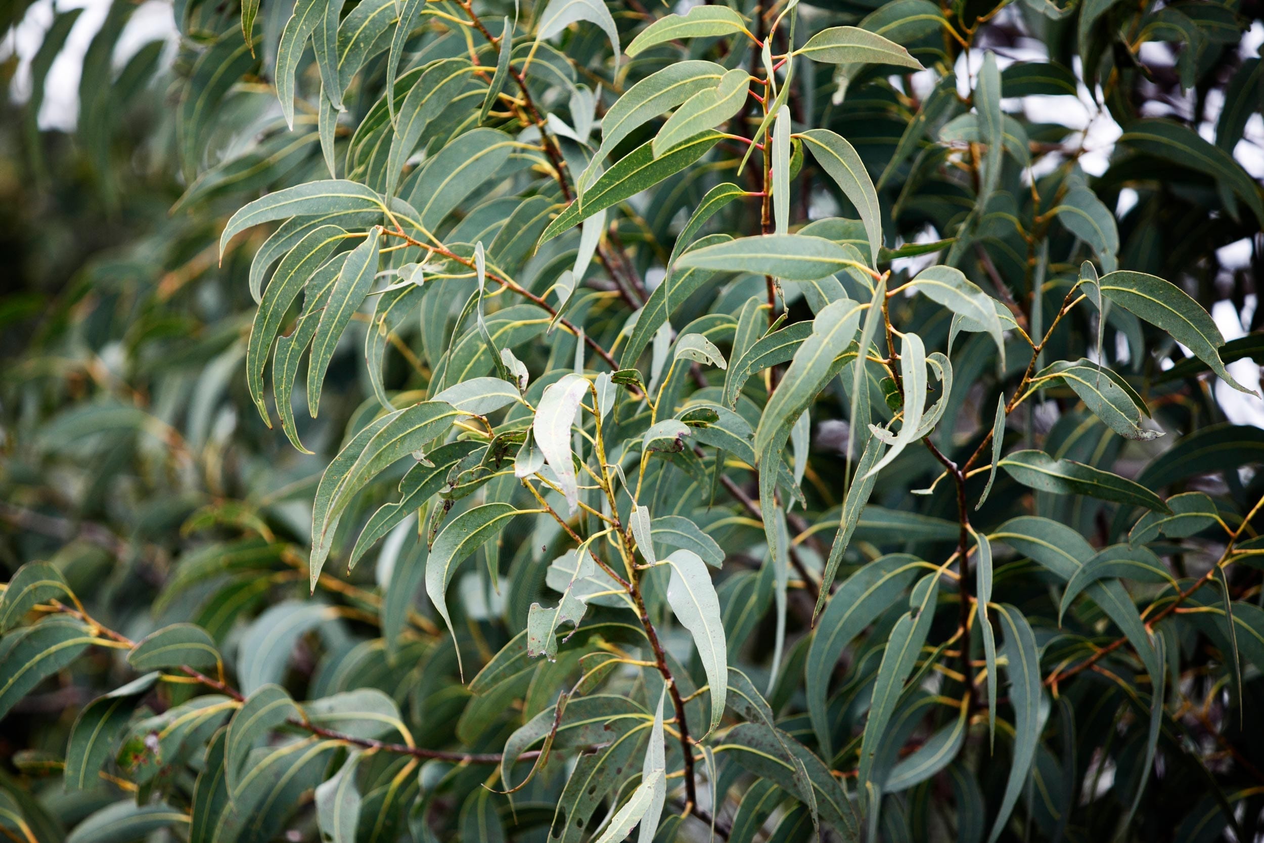 EucalyptusCitriodoraOrganic