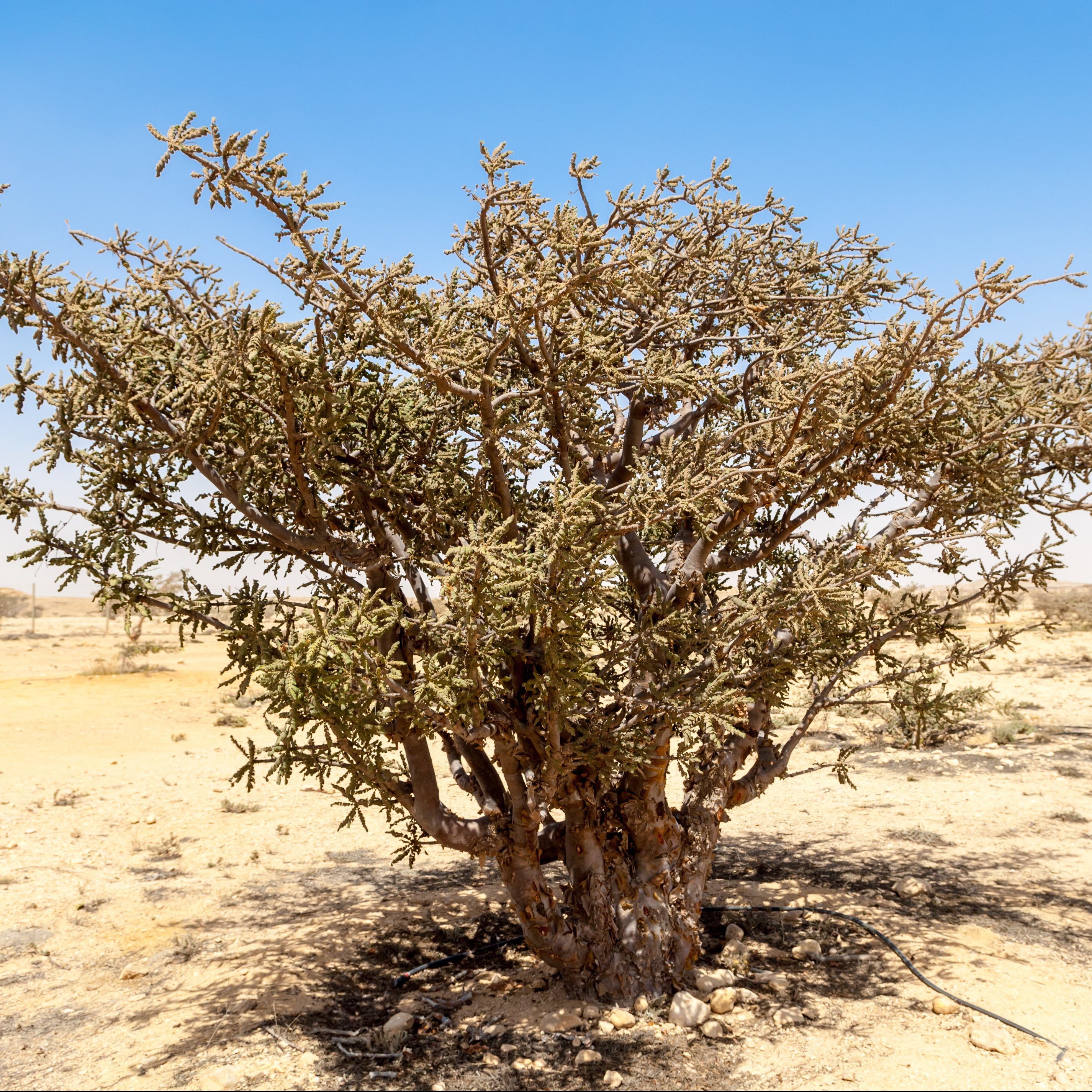 Frankincense Oil Somalia