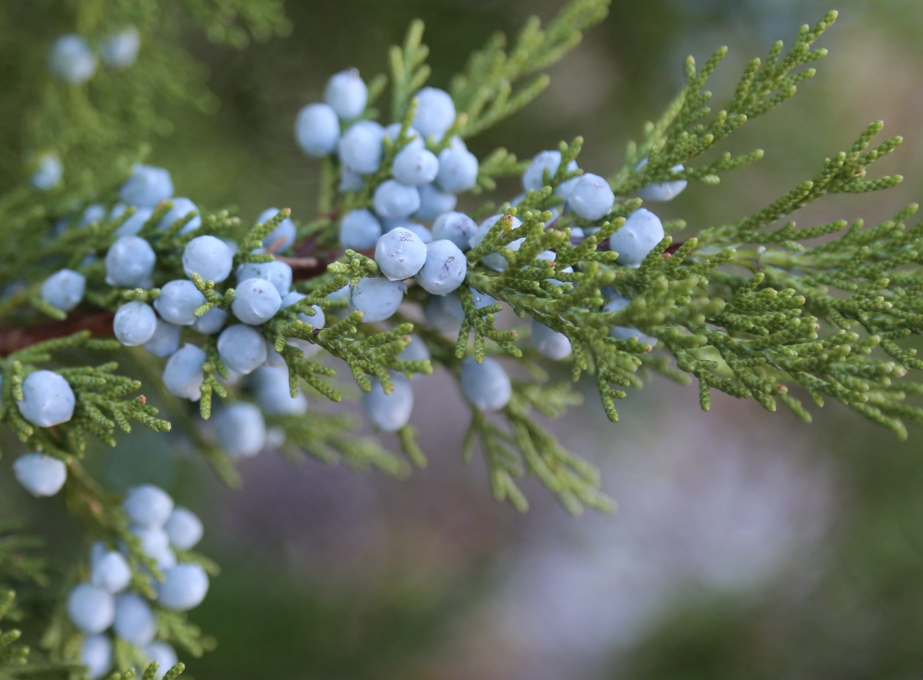 Juniper_berries_lush-3022334895