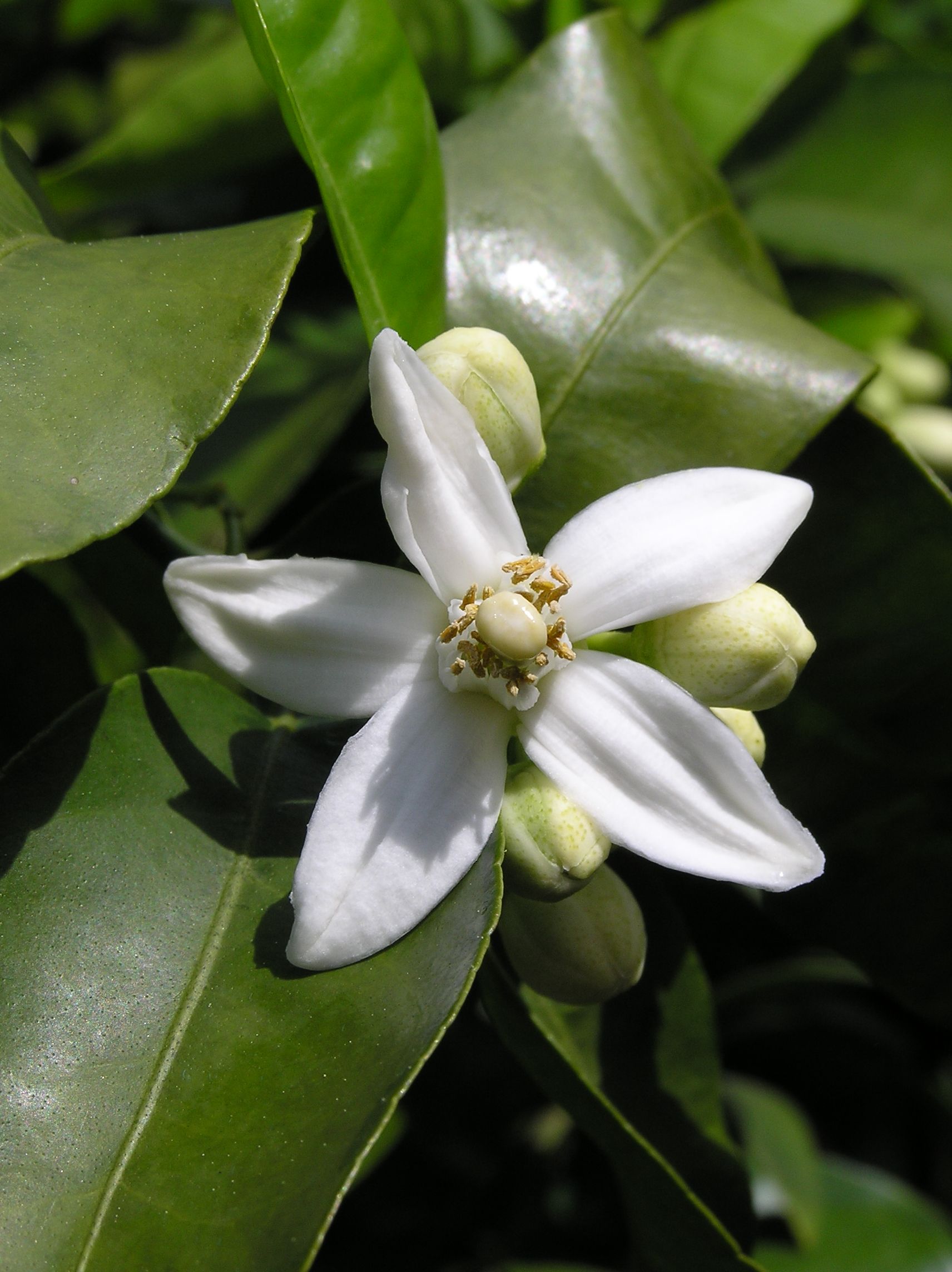 NEROLI