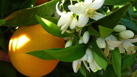 NEROLI2