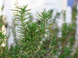 ROSEMARY1