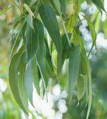 eucalyptusrad