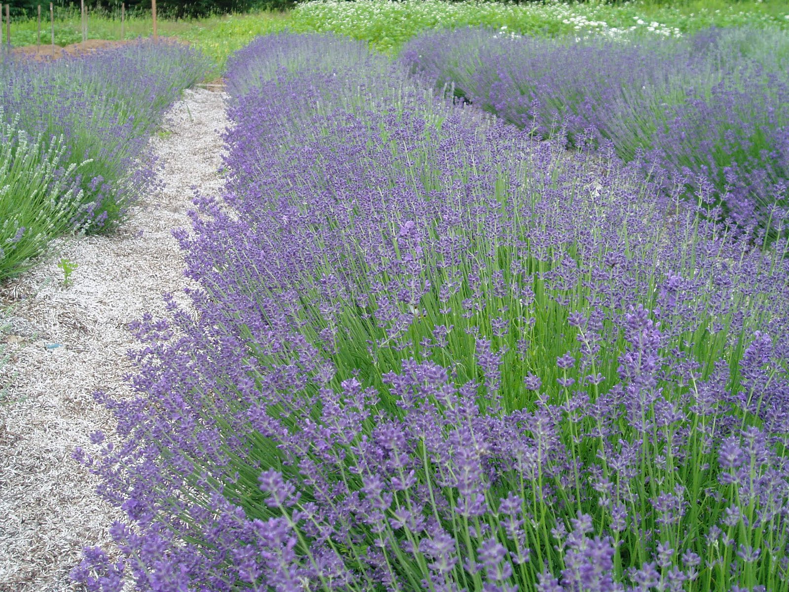 lavendar