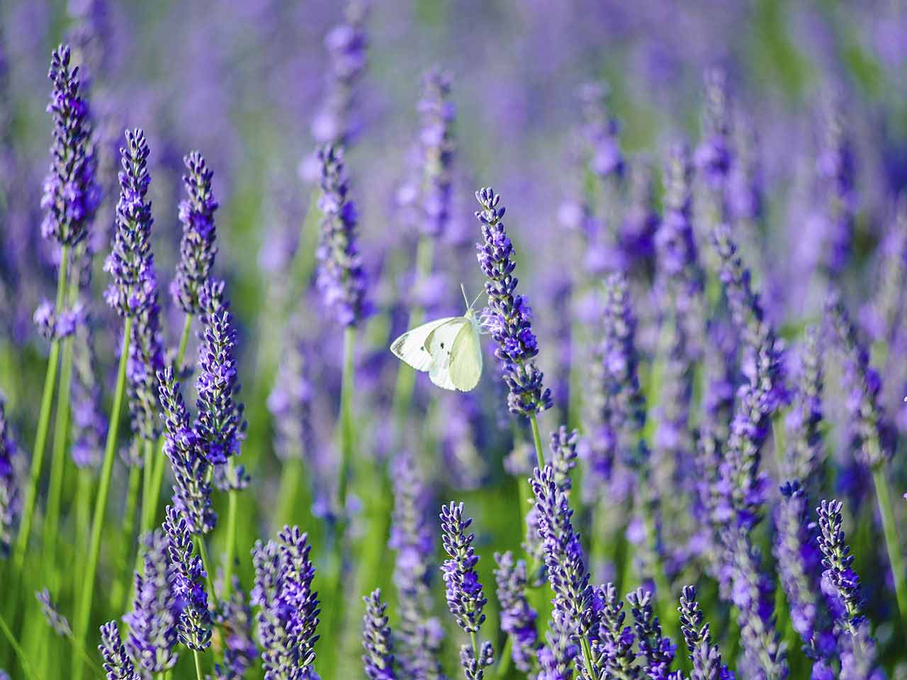 lavender