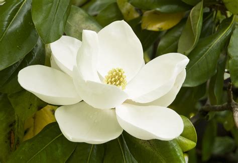 magnolia