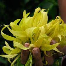 ylang