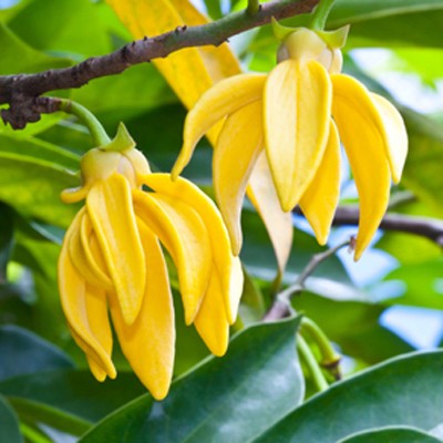 ylang_ylang_5