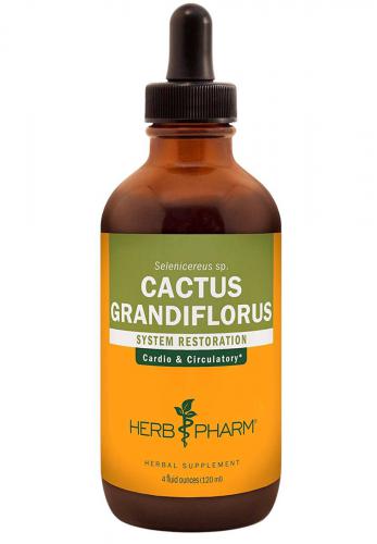CactusGrandiflorus4oz
