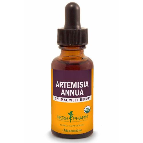 artemisia-annua-1-oz